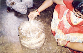 Spawn in rice straw for mushroom production (Odisha)