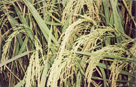 Bumper crop of paddy under SRI technology (Odisha)