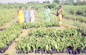 Mango Seedlings in Nursery (Odisha)